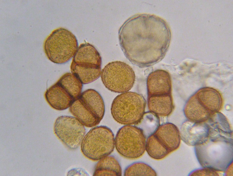 Puccinia variabilis_M (3).jpg