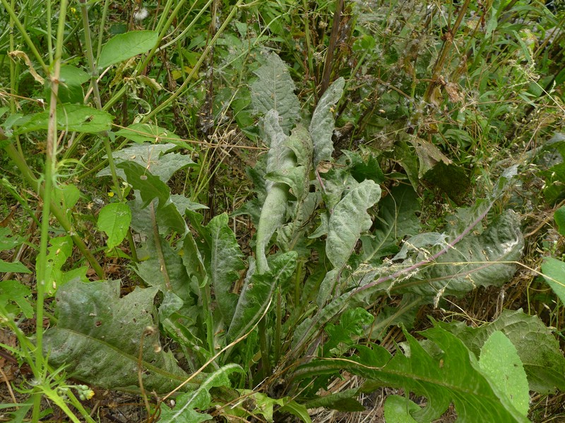 Podosphaera erigerontis-canadensis (2).jpg