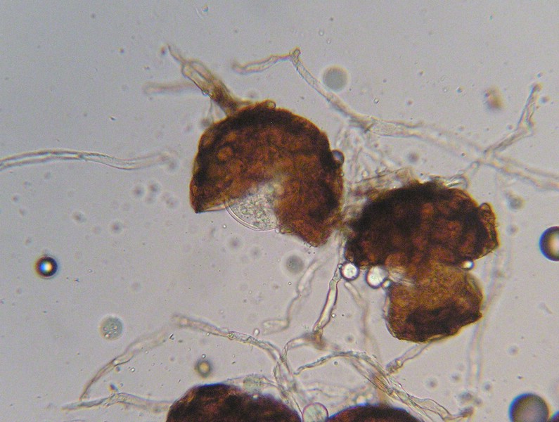 Podosphaera erigerontis-canadensis_M (1).jpg