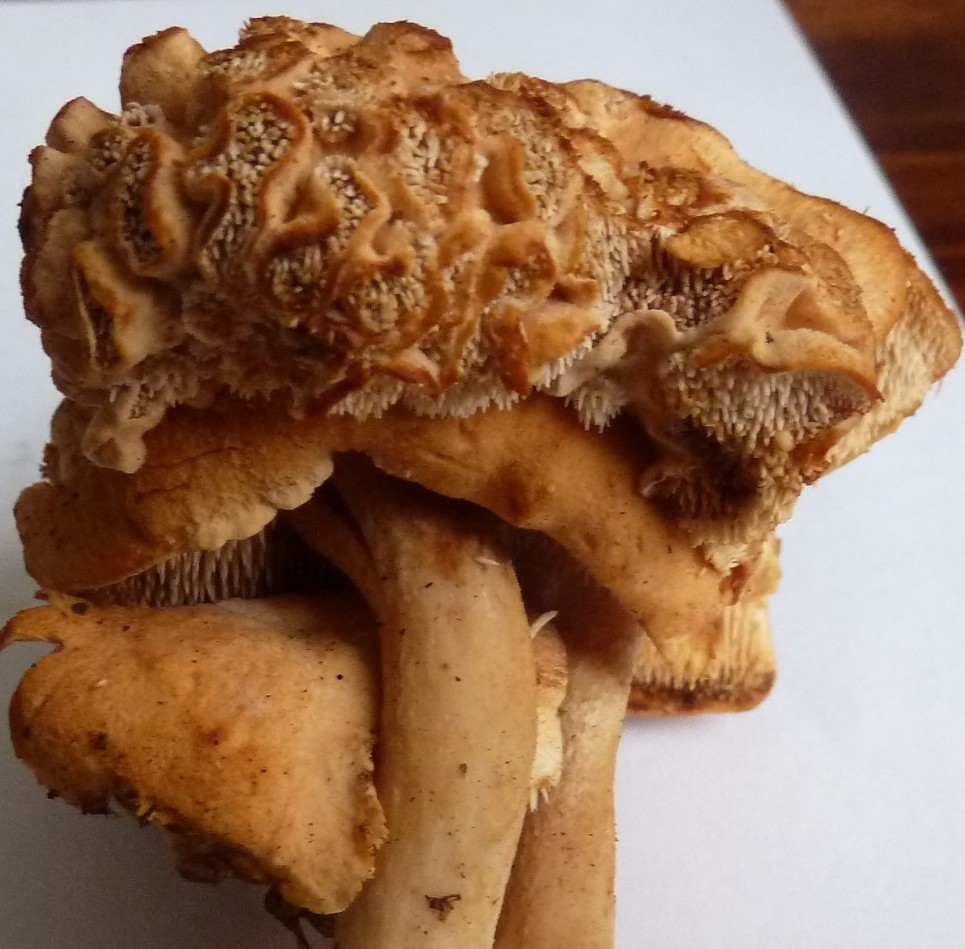 Semmelstoppelpilz verkleinert.jpg