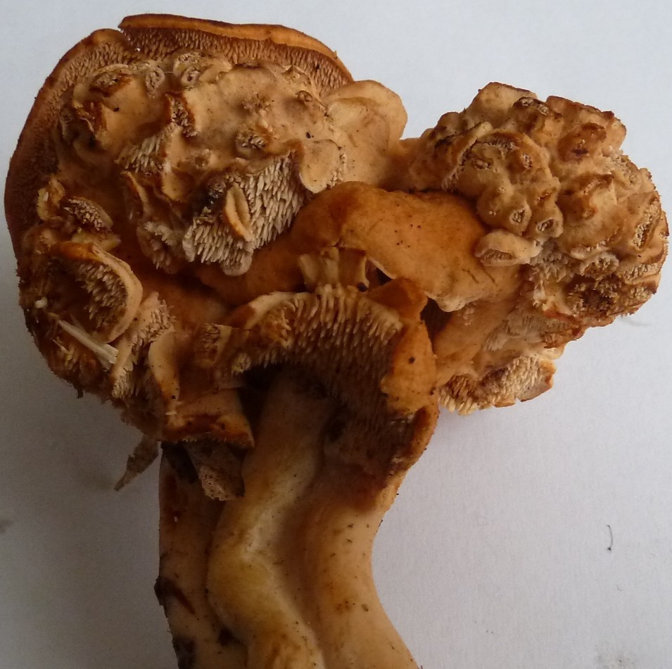Semmelstoppelpilz2 verkleinert .jpg