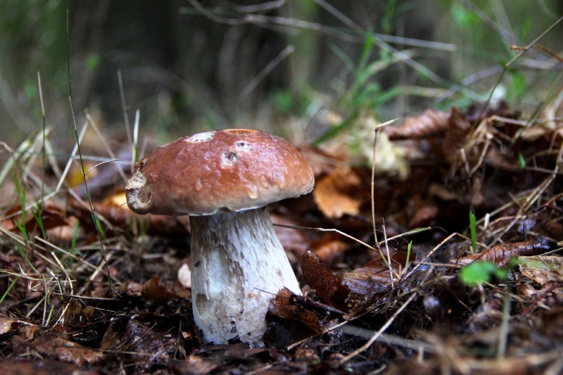 Steinpilz am 26.Oktober2014.jpg