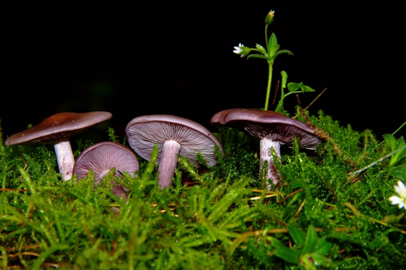 Violetter Rötelritterling (Lepista nuda).jpg