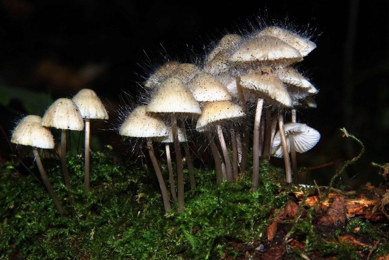 ganz schön haarig.jpg