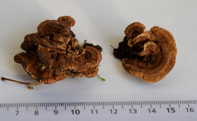 Gleophyllum sepiarium_072g.JPG