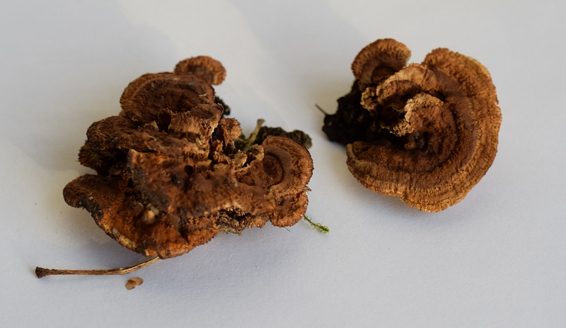 Gleophyllum sepiarium_073g.JPG