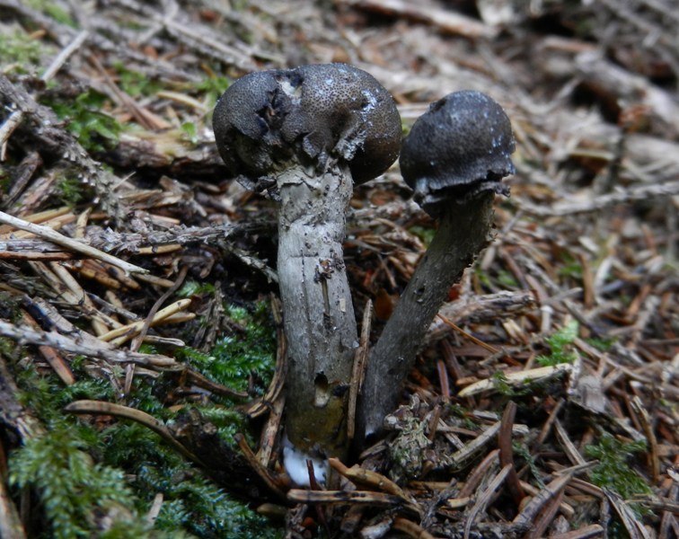 Elaphocordyceps.JPG