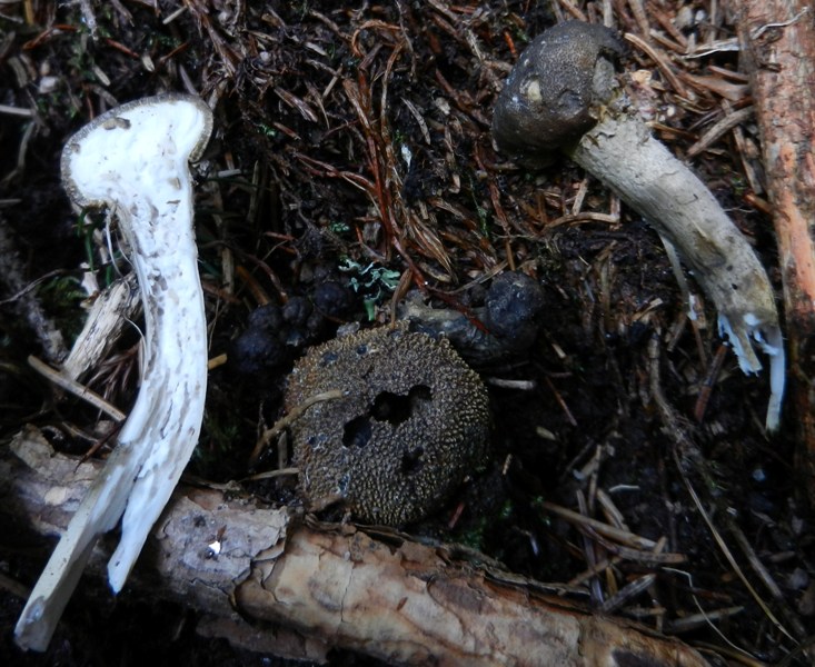 Elaphocordyceps 1.JPG