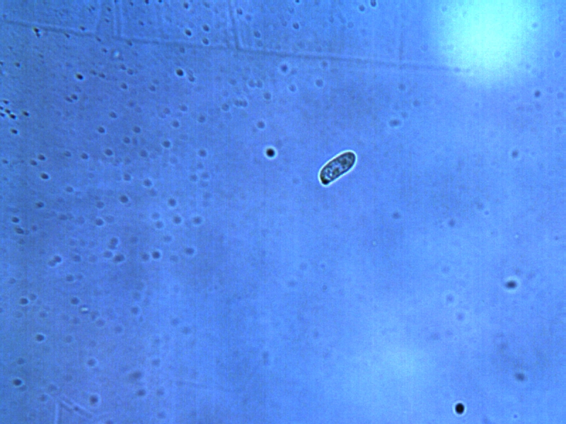 Gleophyllum abietinum_Spo_1.jpg