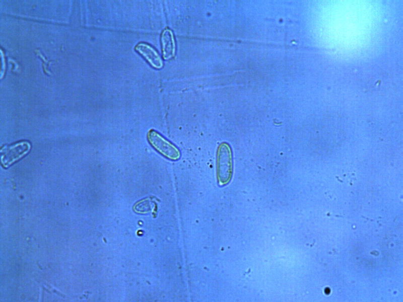 Gleophyllum abietinum_Spo2.jpg