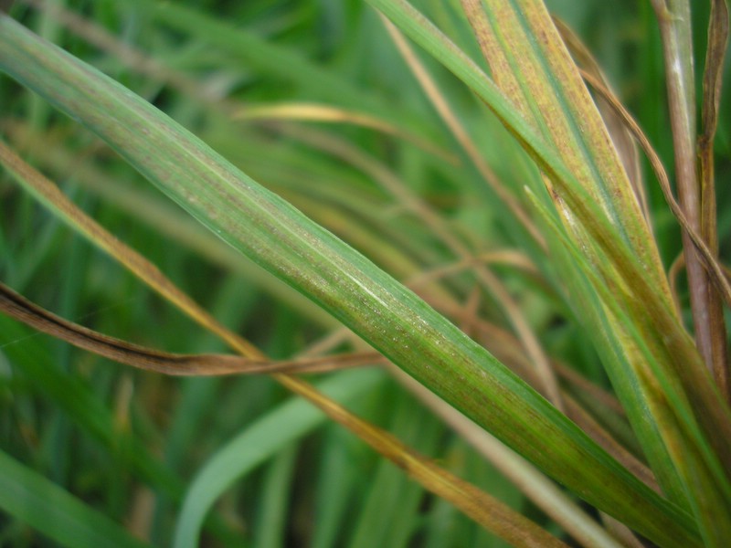 Physoder gra (1).jpg