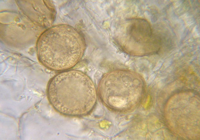 Physoder gra (2).jpg