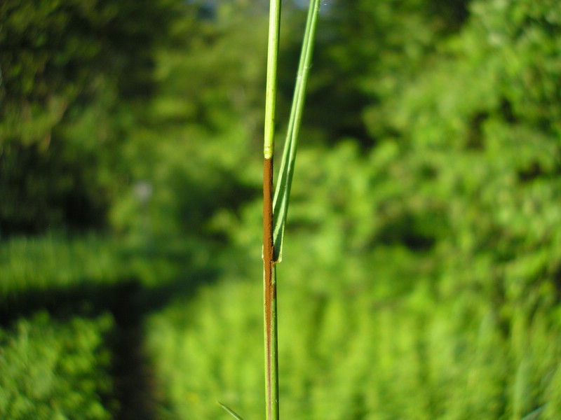 Tranzscheliella hypodytes (1).jpg