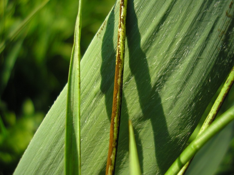 Tranzscheliella hypodytes (2).jpg