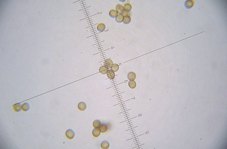 Tranzscheliella hypodytes (3).jpg