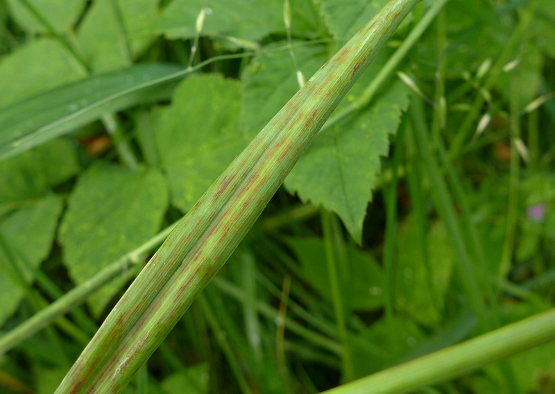 Ustilentyloma brefeldii_Elymus repens_JKruse (1).jpg