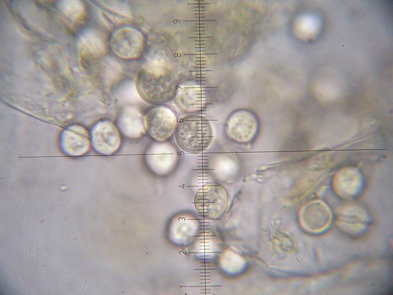 Ustilentyloma brefeldii_Elymus repens_JKruse (2).jpg