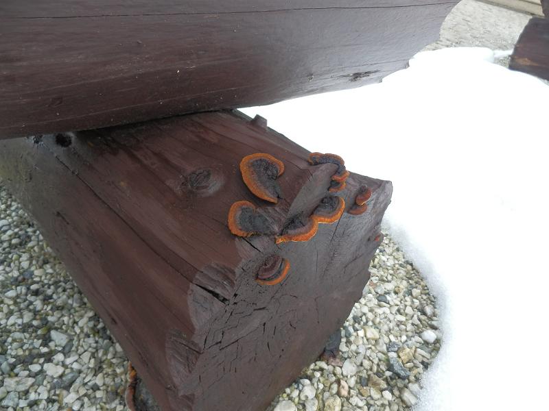 Gloeophyllum abietinum_2.2.JPG