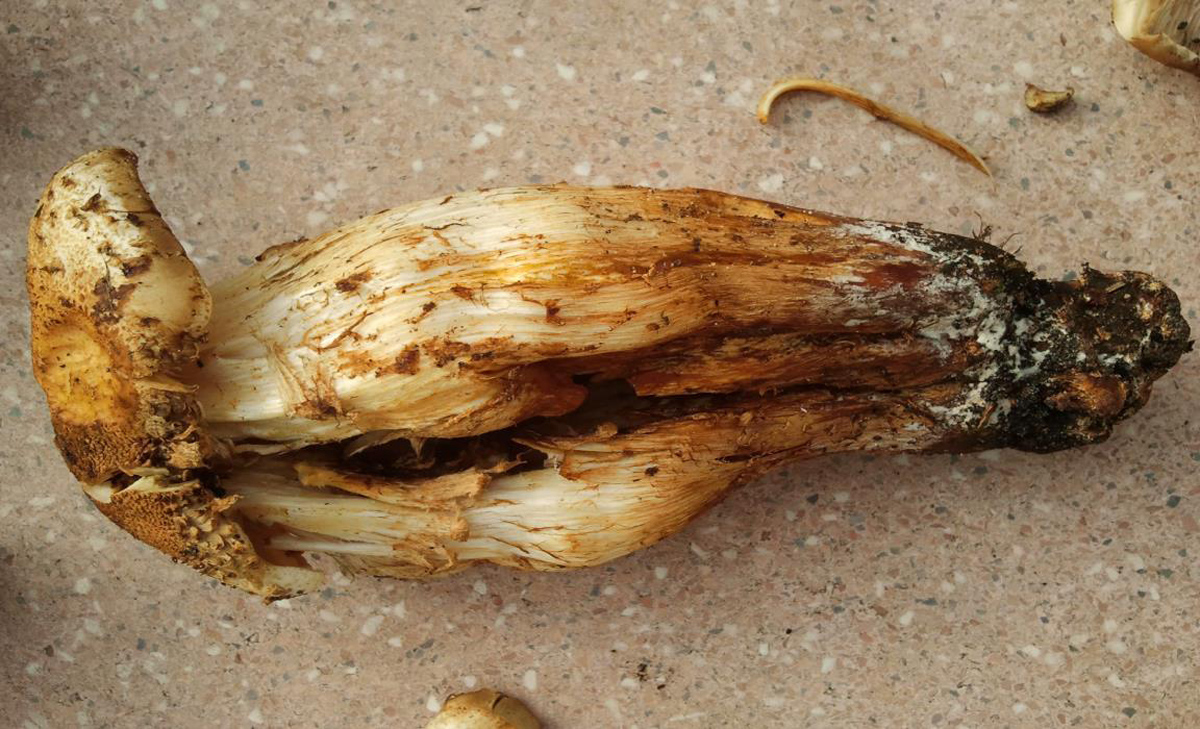 Schüppling abc-1.jpg