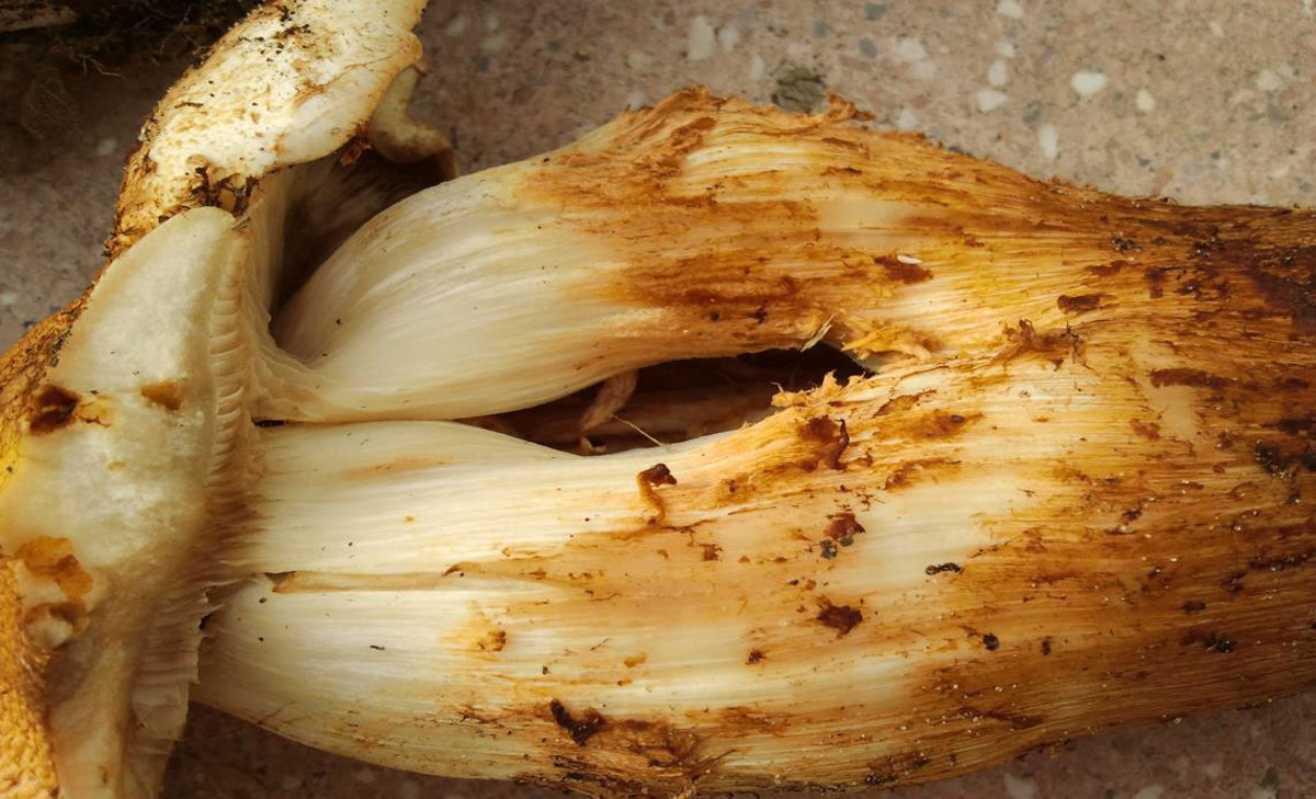 Schüppling abc-3.jpg