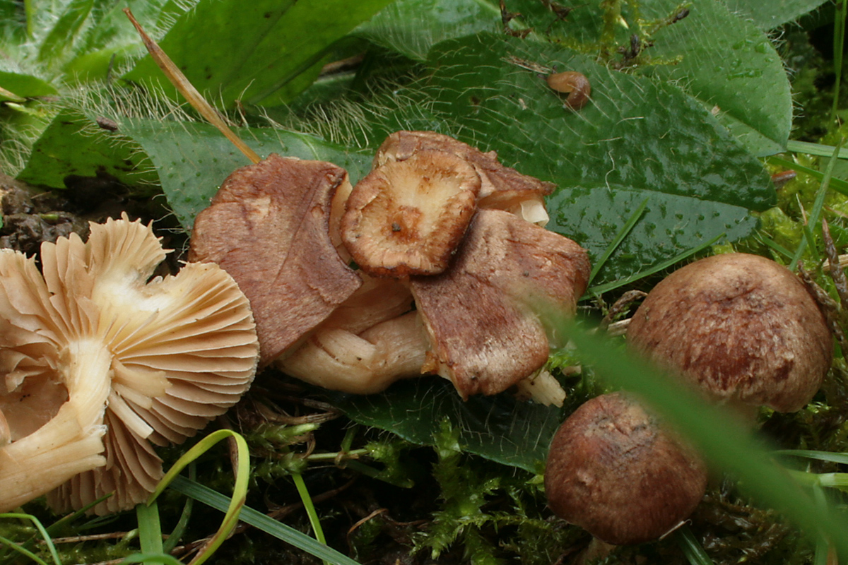 Inocybe_sp_02_bw.jpg