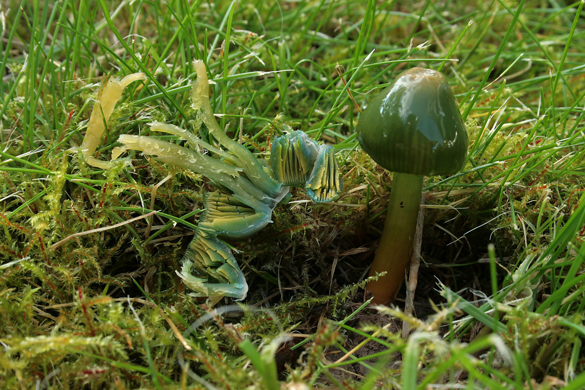 Hygrocybe_psittacina_23_bww.jpg