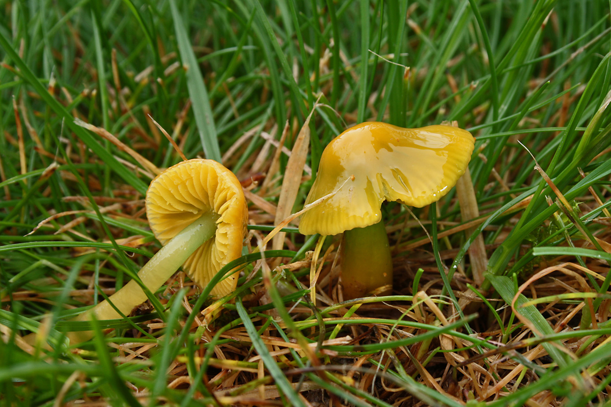 Hygrocybe_psittacina_05_Dbw.jpg