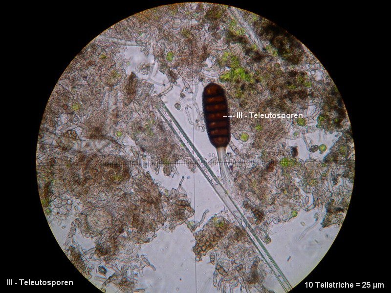 3-Phragmidium rubi-idaei-III-1.8.2.7.8.18M1-Rubus idaeus.JPG