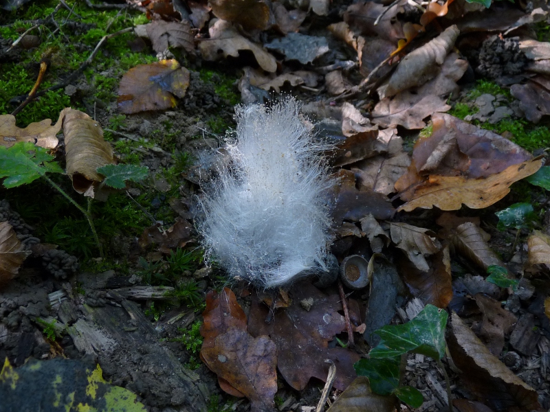 P1080839 Kaninchenwolle .JPG