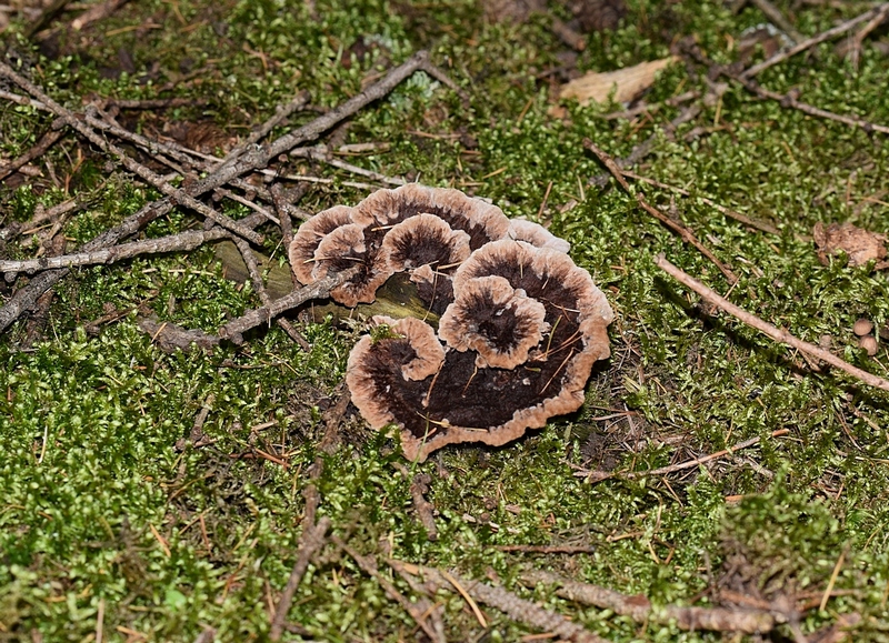 Telephora terrestris_3.1.jpg