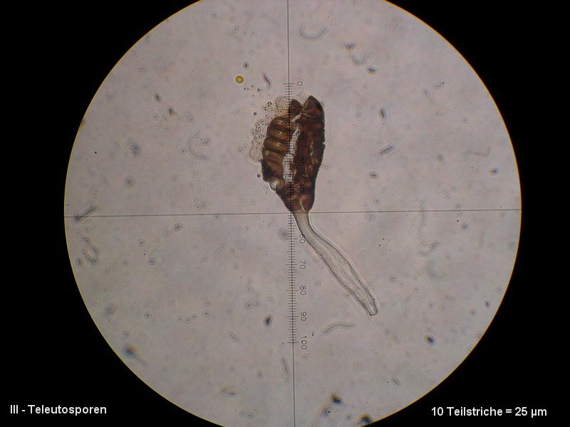 3-Phragmidium rubi-idaei-III-1.8.2.7.8.18M4-Rubus idaeus.JPG