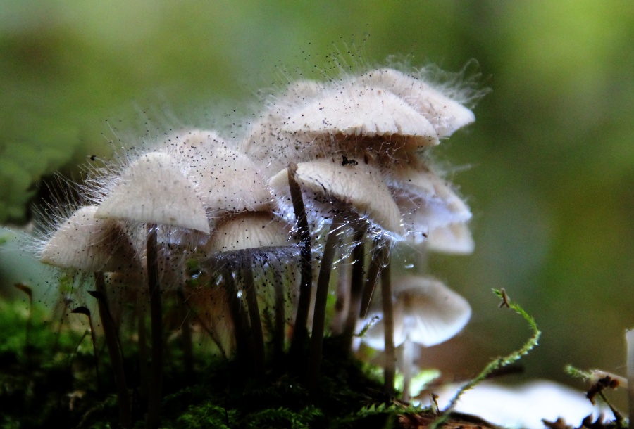 Helmlingsschimmel ( Spinellus fusiger ).jpg