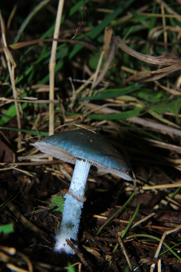 Grünspanträuschling (Stropharia aeruginosa).jpg