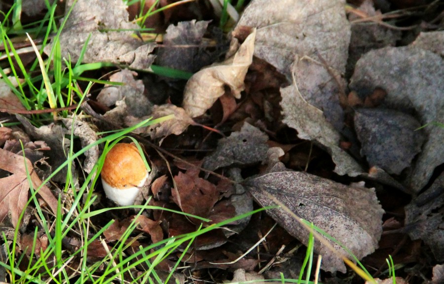 eierei rotkäppchen.jpg