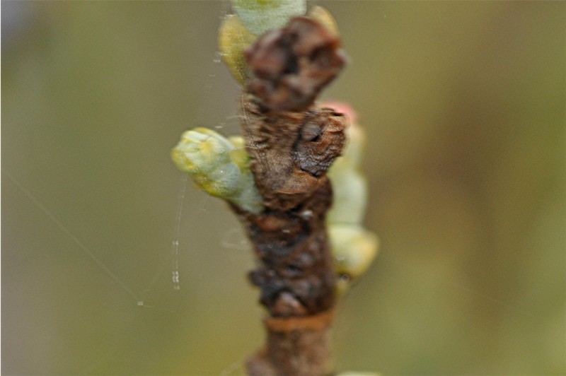 _DSC0505 Ausschnitt, Schärfe, klein.JPG