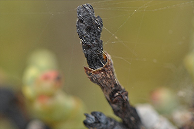 _DSC0504 Ausschnitt, Schärfe, klein.JPG