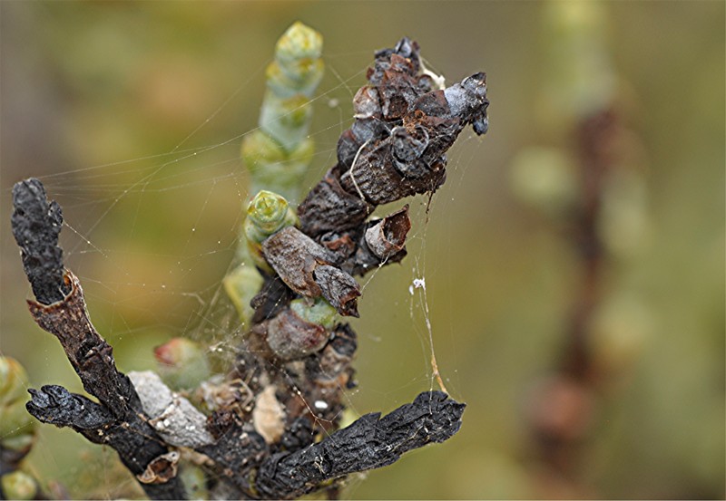 _DSC0503 Ausschnitt, Schärfe, klein.JPG