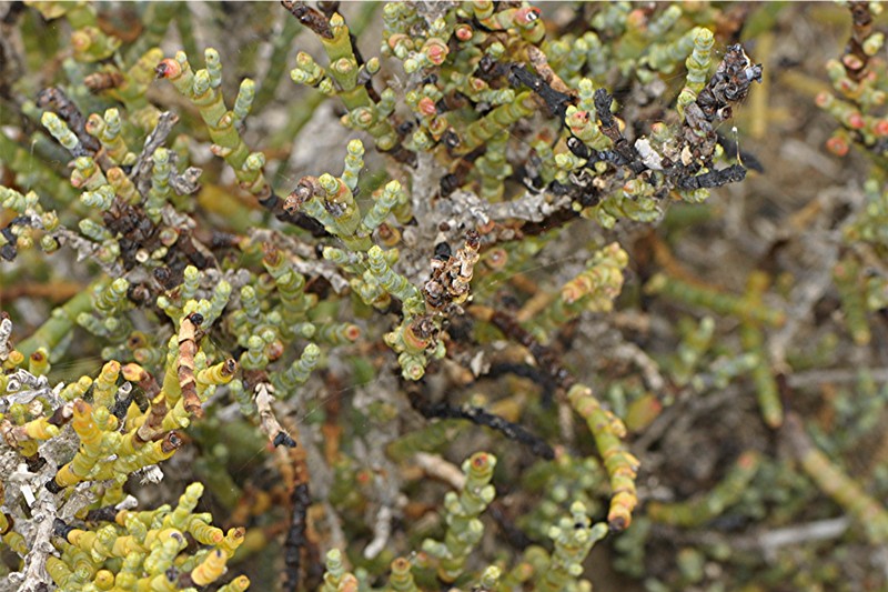 _DSC0502 Ausschnitt, Schärfe, klein.JPG