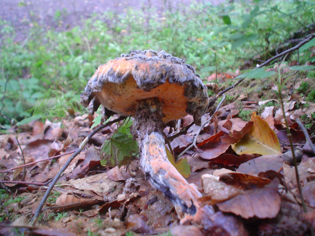 Strubbelkopf (vermutlich vom Goldschimmel befallen)