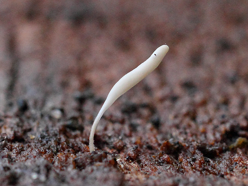 2014-11-08 #22833-f Typhula spec.jpg