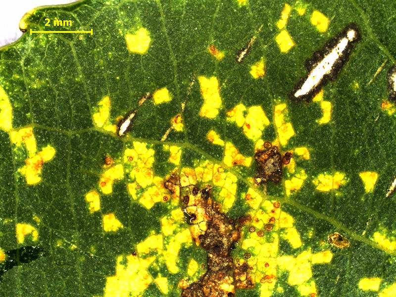 Melampsora_ larici-populina_1.jpg