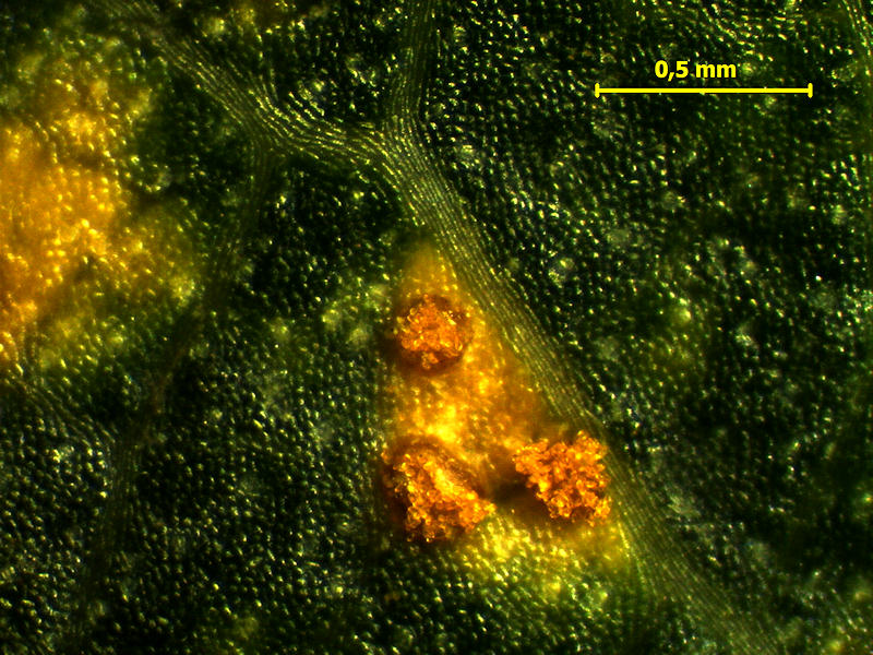 Melampsora_ larici-populina_2.jpg