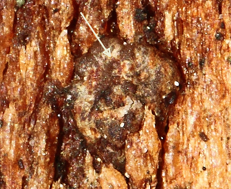 2014-11-08 #22841-f Typhula spec Sklerotium.jpg