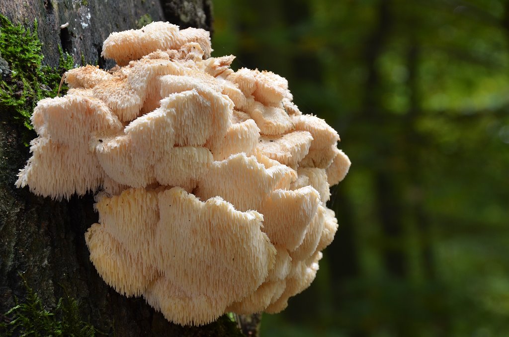 Creolophus_cirrhatus015.jpg