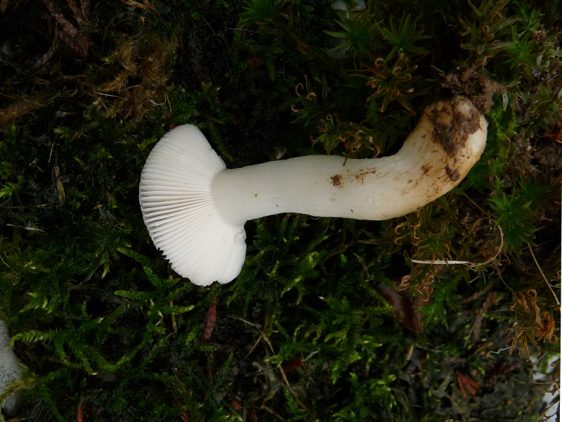 P1080909 Lepita .JPG