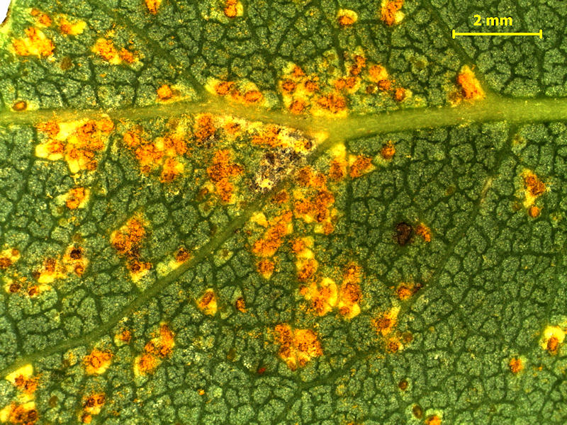 Melampsora_ larici-populina_3.jpg