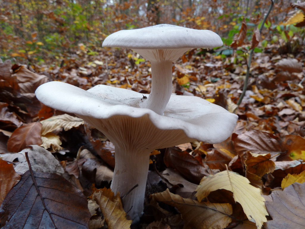 Clitocybe nebularis