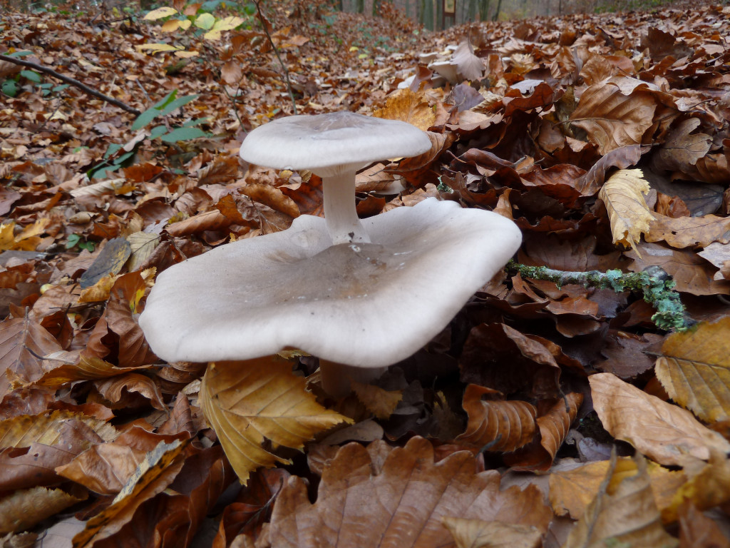 Clitocybe nebularis