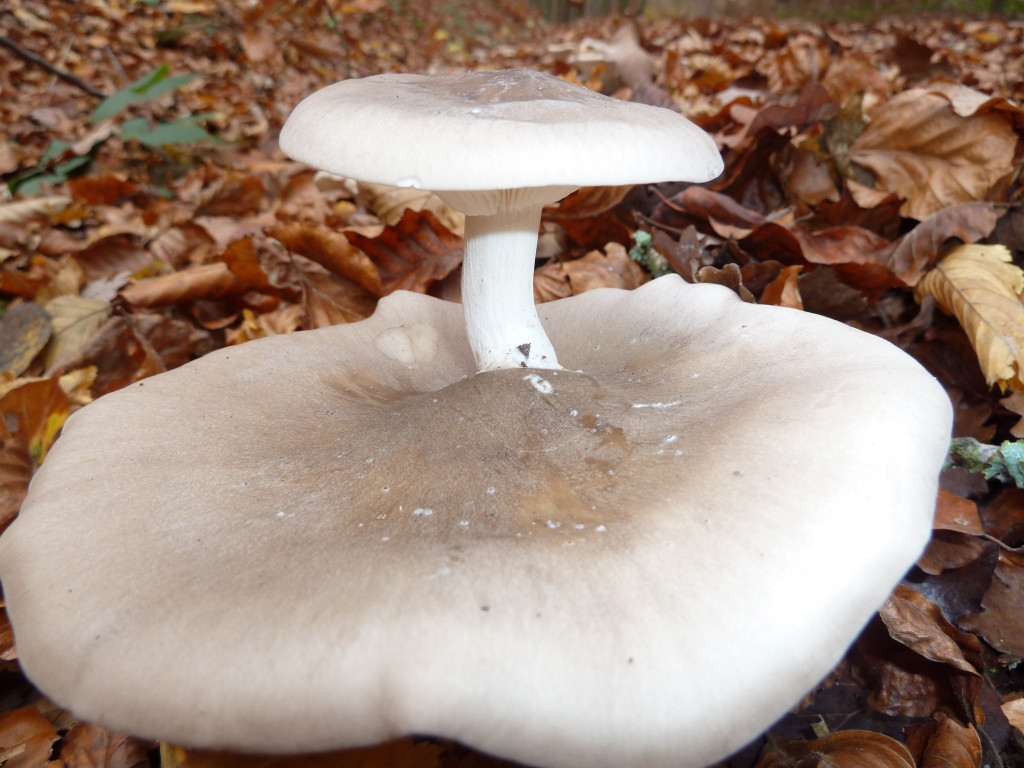 Clitocybe nebularis