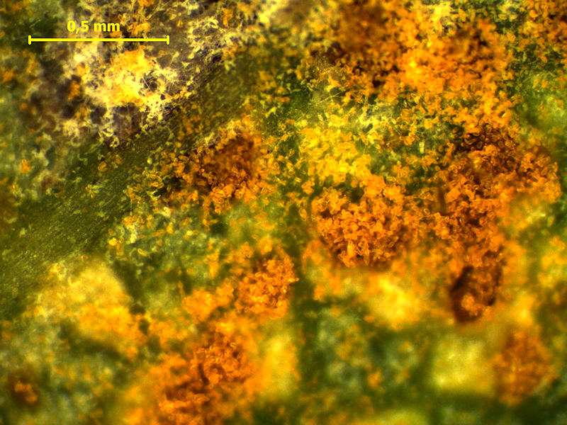 Melampsora_ larici-populina_4.jpg